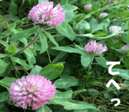 Flower's sticker sticker #14668598