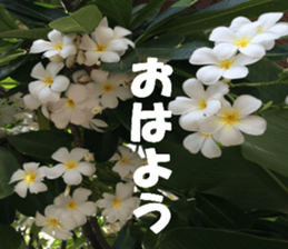 Flower's sticker sticker #14668599