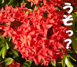 Flower's sticker sticker #14668600