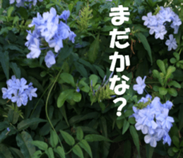 Flower's sticker sticker #14668602