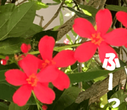 Flower's sticker sticker #14668604