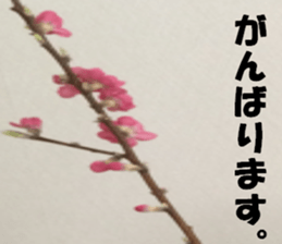 Flower's sticker sticker #14668606