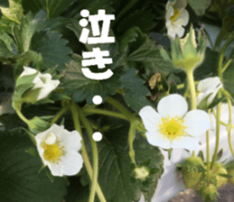 Flower's sticker sticker #14668607