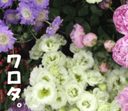 Flower's sticker sticker #14668612