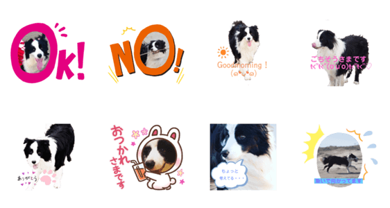 ボーダーコリーdog Lineスタンプマニア クリエイターズスタンプ ボーダーコリーdog Lineスタンプマニア クリエイターズスタンプ