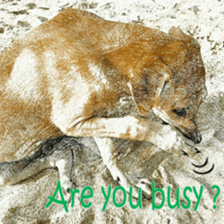 Dog maruo everydays Photo sticker sticker #14677783