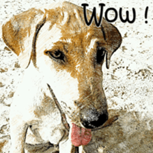 Dog maruo everydays Photo sticker sticker #14677791