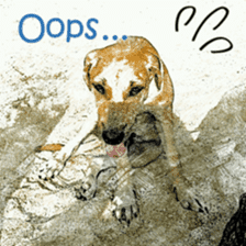Dog maruo everydays Photo sticker sticker #14677794