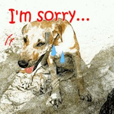 Dog maruo everydays Photo sticker sticker #14677804