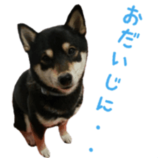 KUROSHIBA JIYURI photo 2 sticker #14679543