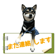 KUROSHIBA JIYURI photo 2 sticker #14679546