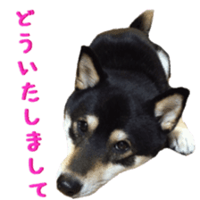 KUROSHIBA JIYURI photo 2 sticker #14679547
