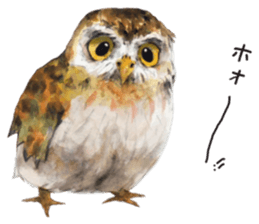 Kura's cute owls sticker #14680711