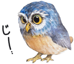 Kura's cute owls sticker #14680714