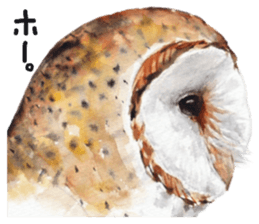 Kura's cute owls sticker #14680716