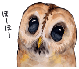 Kura's cute owls sticker #14680717