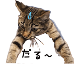 Treatment Nyan 2 sticker #14682600