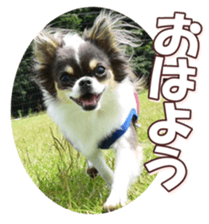 doggiesfan8 sticker #14685054