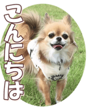doggiesfan8 sticker #14685055