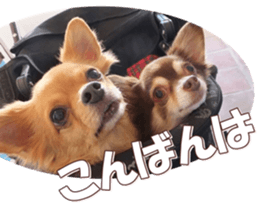 doggiesfan8 sticker #14685056