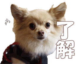 doggiesfan8 sticker #14685057