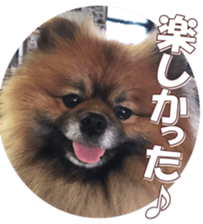 doggiesfan8 sticker #14685058