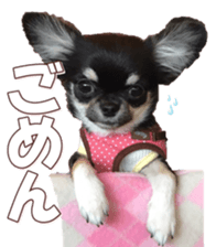 doggiesfan8 sticker #14685059