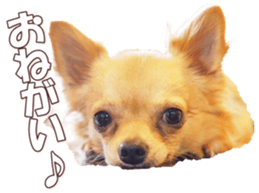 doggiesfan8 sticker #14685060
