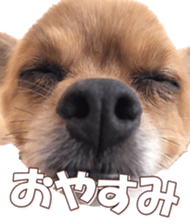 doggiesfan8 sticker #14685062