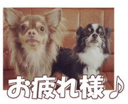 doggiesfan8 sticker #14685064