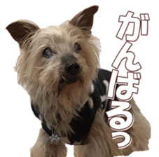 doggiesfan8 sticker #14685065