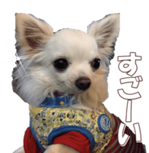 doggiesfan8 sticker #14685066