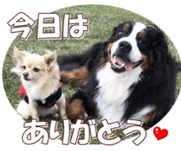 doggiesfan8 sticker #14685068