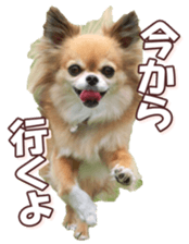 doggiesfan8 sticker #14685069