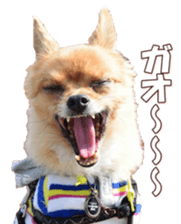 doggiesfan8 sticker #14685070