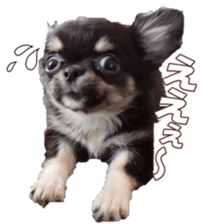 doggiesfan8 sticker #14685071