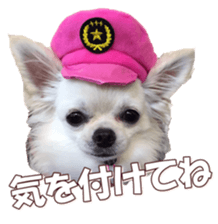 doggiesfan8 sticker #14685072