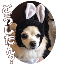 doggiesfan8 sticker #14685073