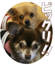 doggiesfan8 sticker #14685074