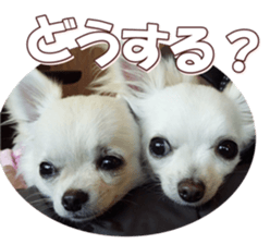 doggiesfan8 sticker #14685077