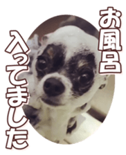 doggiesfan8 sticker #14685079