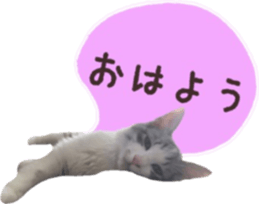 cat of cure balloon version Japanese sticker #14687934