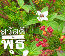 Duke's Flowers sticker #14689272