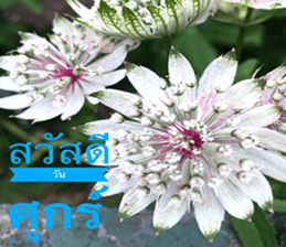 Duke's Flowers sticker #14689274