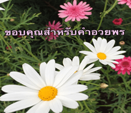 Duke's Flowers sticker #14689294