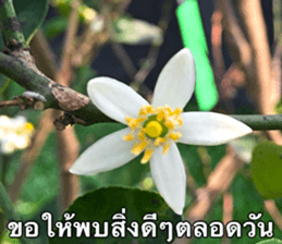 Duke's Flowers sticker #14689296