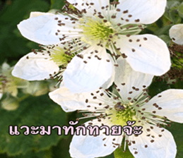 Duke's Flowers sticker #14689298