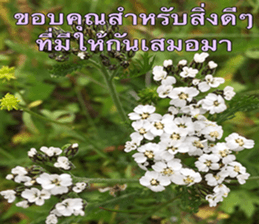 Duke's Flowers sticker #14689301