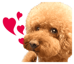 Poodle-This Is Acting (EN-1) sticker #14689511