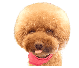 Poodle-This Is Acting (EN-1) sticker #14689513